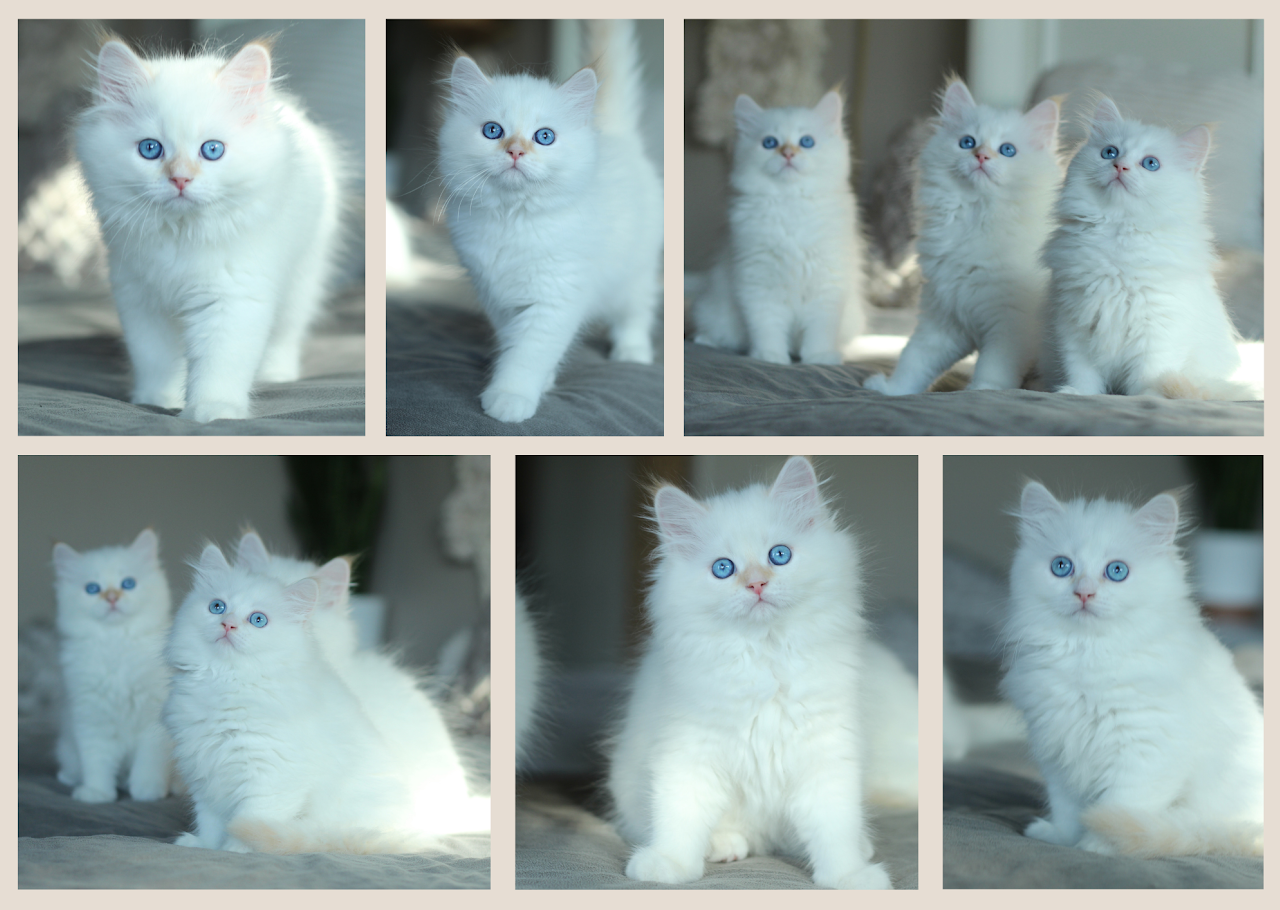 Siberian cats photographed together